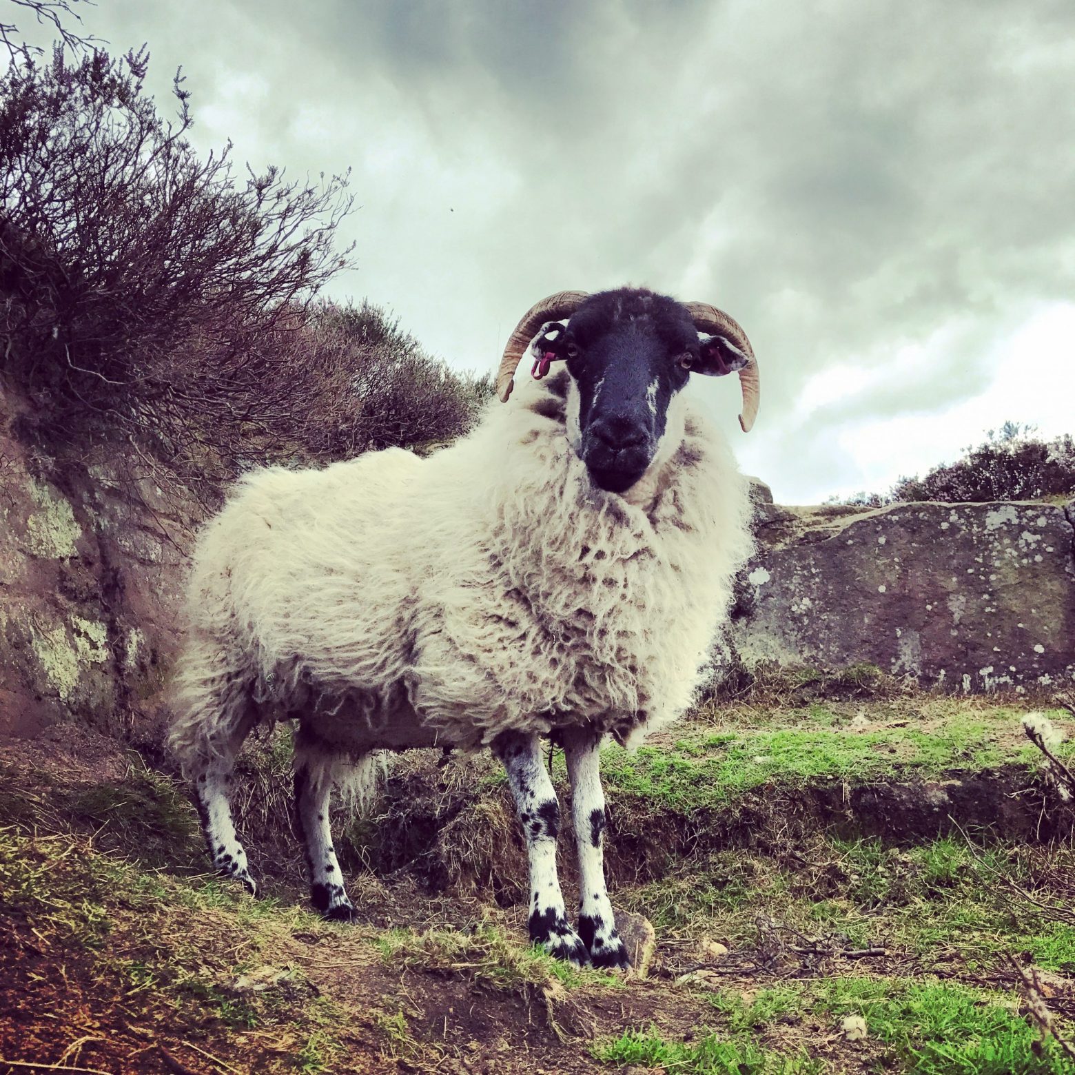 Ram on scree looking imposing